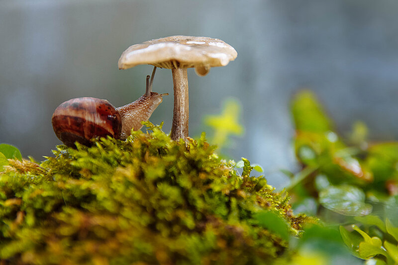 Pilz und Schnecke im Wald