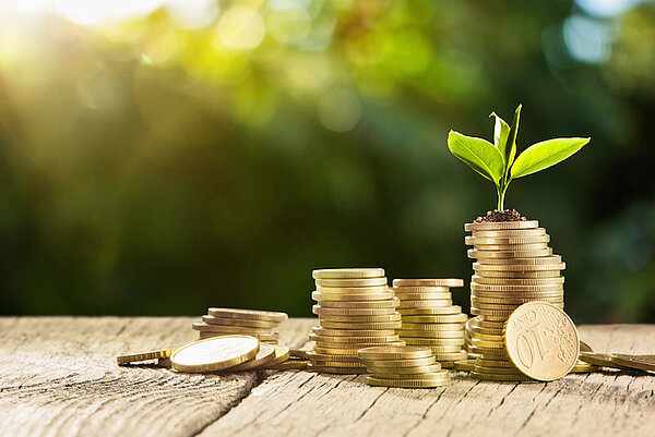 Stacked coins with plant on wood in the sun