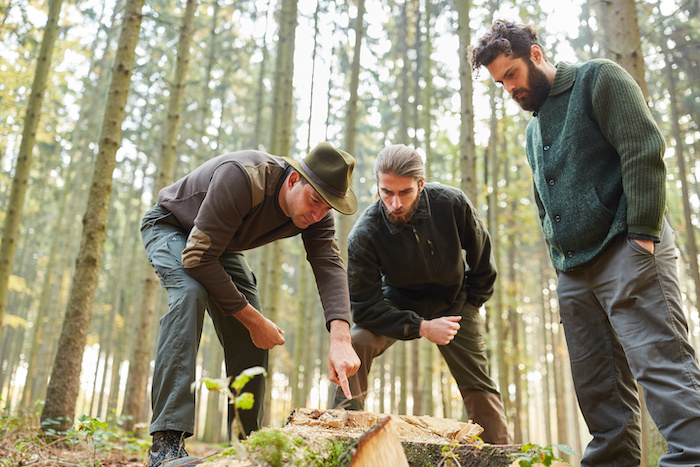 Forstarbeiter begutachten einen abholzten Baumstumpf im Wald